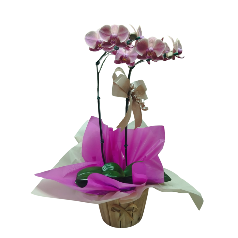Orquídea Phalaenopsis 2 Hastes Pote 15 "Foto real do produto"